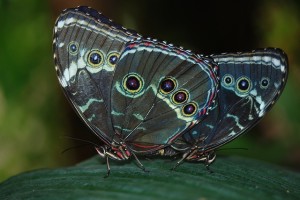 morpho-43483_640